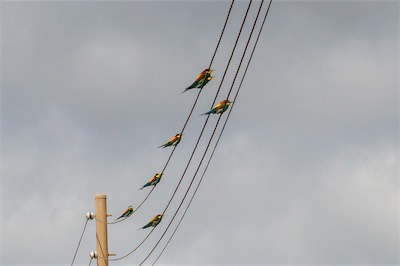 Bienenfresser - European bee-eater - Merops apiaster