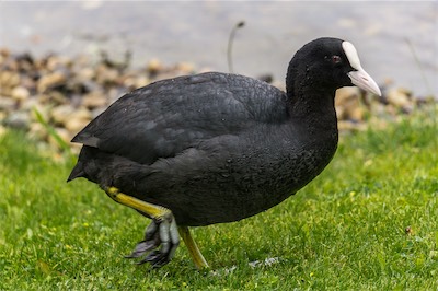 Blässhuhn - Eurasian coot - Fulica atra