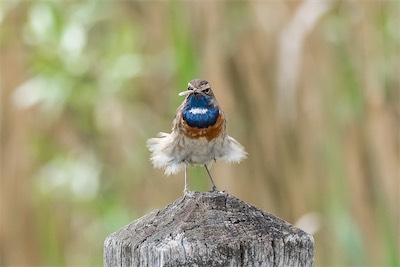 Blaukehlchen - Bluethroat - Luscinia svecica