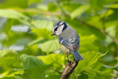 Blaumeise - Blue tit - Cyanistes caeruleus