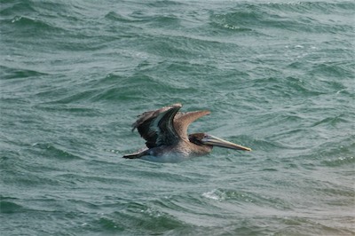 Brauner Pelikan - Brown pelican - Pelecanus occidentalis