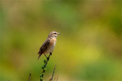 Braunkehlchen - Whinchat - Saxicola rubetra