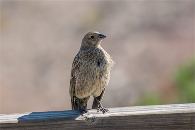 Braunkopf-Kuhstärling - Brown-headed cowbird - Molothrus ater