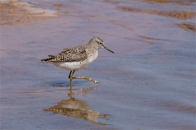 Bruchwasserläufer - Wood sandpiper - Tringa glareola