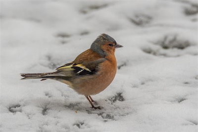 Buchfink - Common Chaffinch - Fringilla coelebs