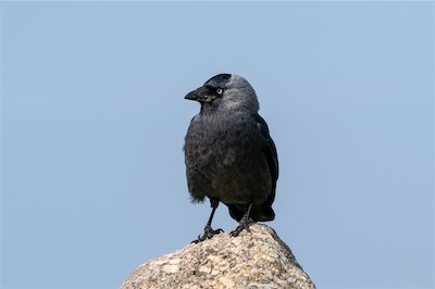 Dohle - Jackdaw - Coloeus monedula