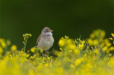 Dorngrasmücke * Common whitethroat (Curruca communis)