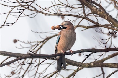 Eichelhäher - Eurasian jay - Garrulus glandarius