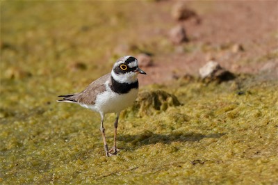 Flussregenpfeifer - Little ringed plover - Charadrius dubius