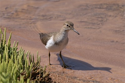 Flussuferläufer - Common sandpiper - Actitis hypoleucos