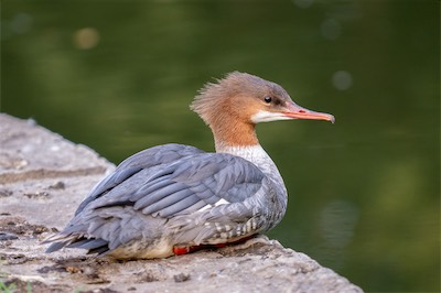 Gänsesäger - Goosander - Mergus merganser