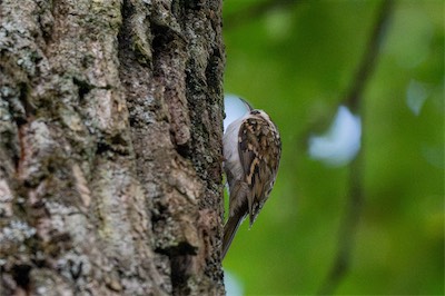 Gartenbaumläufer * Short-toed Treecreeper (Certhia brachydactyla)
