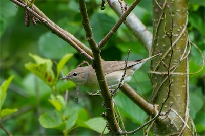 Gartengrasmücke - Garden warbler - Sylvia borin