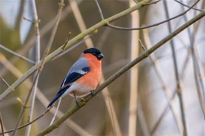 Gimpel - Bullfinch - Pyrrhula pyrrhula
