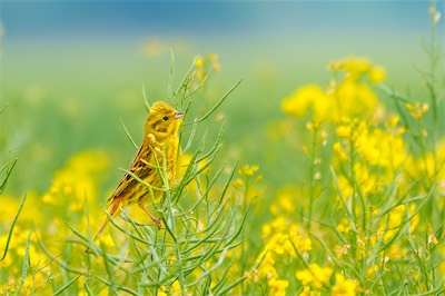 Goldammer - Yellowhammer - Emberiza citrinella