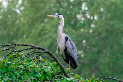 Graureiher - Grey heron - Ardea cinerea