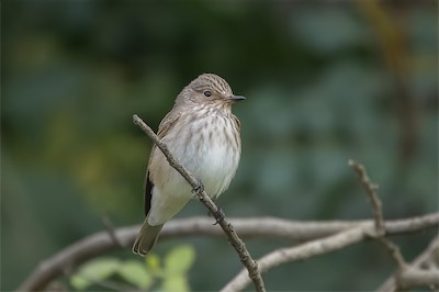 Grauschnäpper - Spotted flycatcher - Muscicapa striata