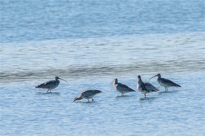 Großer Brachvogel * Eurasian Curlew (Numenius arquata)