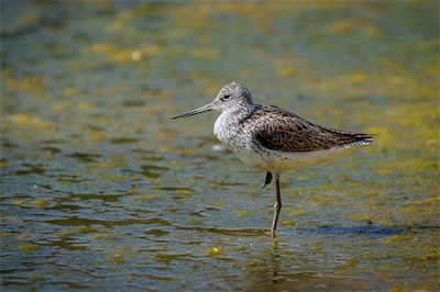 Grünschenkel - Common greenshank - Tringa nebularia