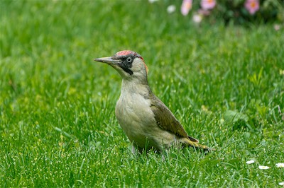 Grünspecht - European green woodpecker - Picus viridis