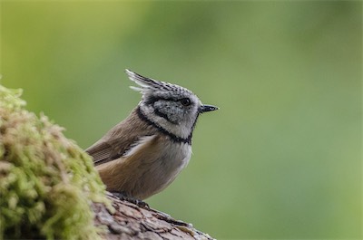 Haubenmeise - European crested tit - Lophophanes cristatus