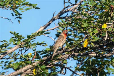 Hausgimpel - House finch - Haemorhous mexicanus