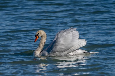 Höckerschwan - Mute Swan - Cygnus olor
