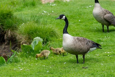 Kanadagans - Canada goose - Branta canadensis