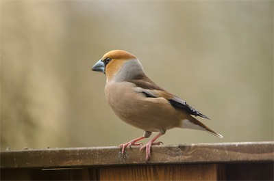 Kernbeißer - Hawfinch - Coccothraustes coccothraustes
