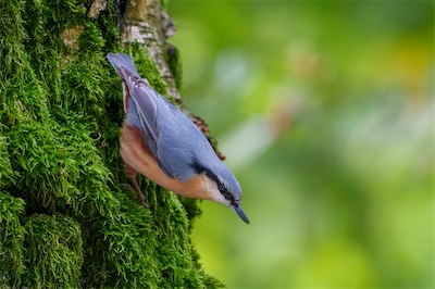Kleiber - Eurasian nuthatch - Sitta europaea