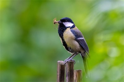 Kohlmeise - Great Tit - Parus major