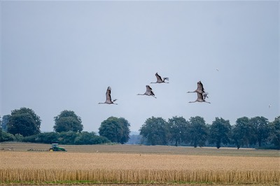 Kranich - Common Crane - Grus grus