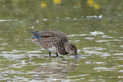 Krickente - Eurasian green-winged teal - Anas crecca