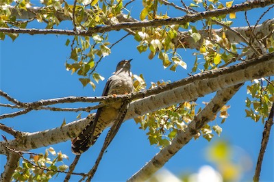 Kuckuck - European cuckoo - Cuculus canorus