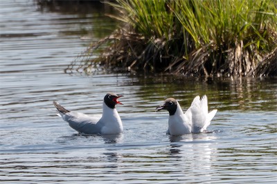 Lachmöwe - Black-headed gull - Chroicocephalus ridibundus