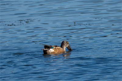 Löffelente * Northern Shoveler (Spatula clypeata)