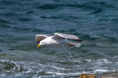 Mittelmeermöwe - Yellow-legged gull - Larus michahellis