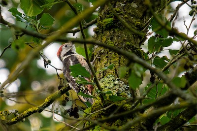 Mittelspecht * Middle Spotted Woodpecker (Leuconotopicus medius)