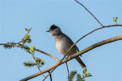 Mönchsgrasmücke - Eurasian blackcap - Sylvia atricapilla
