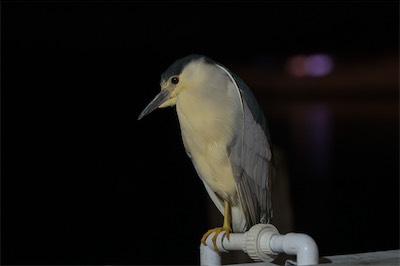 Nachtreiher - Black-crowned night heron - Nycticorax nycticorax