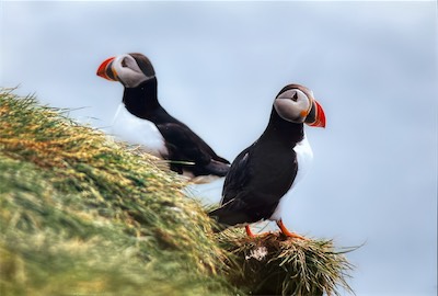 Papageientaucher - Atlantic puffin - Fratercula arctica