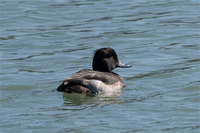 Reiherente - Tufted duck - Aythya fuligula
