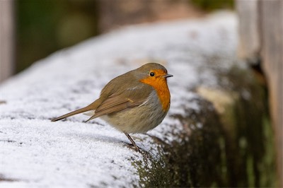 Rotkehlchen - European Robin - Erithacus rubella