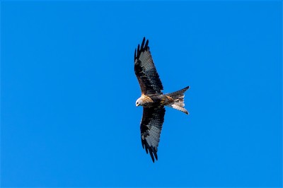 Rotmilan * Red Kite (Milvus milvus)