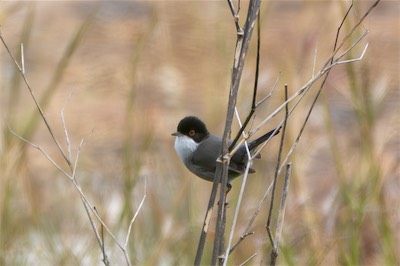 Samtkopf-Grasmücke - Sardinian warbler - Curruca melanocephala