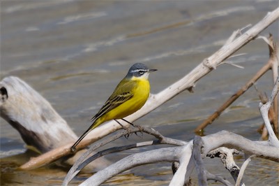 Schafstelze - Yellow wagtail - Motacilla flava