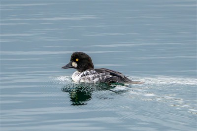 Schellente - Common goldeneye - Bucephala clangula