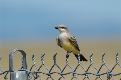Schmalschnabel-Königstyrann - Western kingbird - Tyrannus verticalis