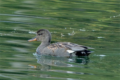 Schnatterente - Gadwall - Mareca strepera