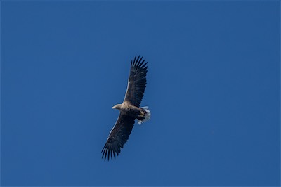 Seeadler * White-tailed Eagle (Haliaeetus albicilla)